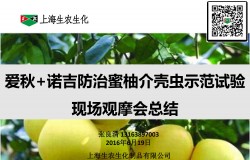 愛秋+諾吉防治蜜柚介殼蟲示范試驗效果展示